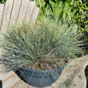 Festuca glauca 'Elijah Blue' (Blauw schapengras