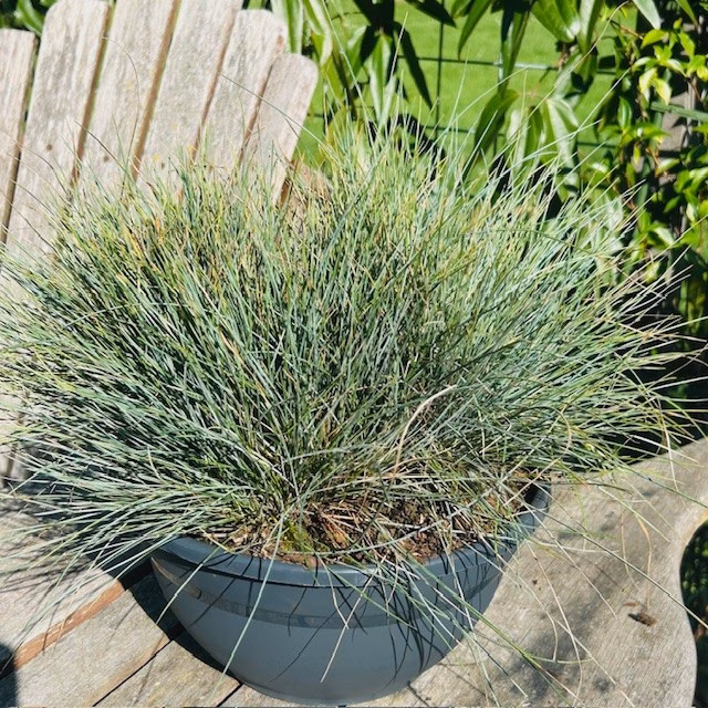 Festuca glauca 'Elijah Blue' (Blauw schapengras