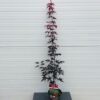 Acer pal. 'Bloodgood' (Japanse Esdoorn)
