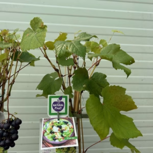 Vitis (druif) Boskoop Glory