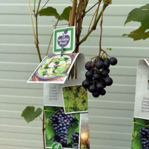 Vitis (druif) Boskoop Glory
