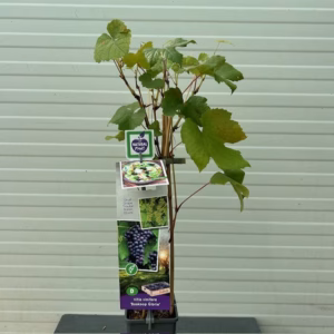 Vitis (druif) Boskoop Glory