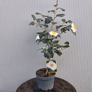 Camellia Japonica 'Alba Simplex' (theestruik)