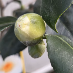 Camellia Japonica 'Alba Simplex' (theestruik)