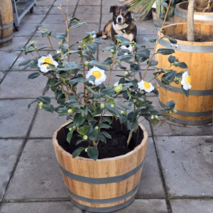 Camellia Japonica 'Alba Simplex' (theestruik)