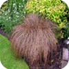 Carex comans 'Bronze form' (Zegge)