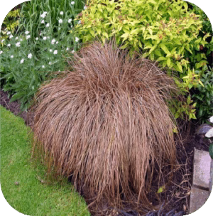 Carex comans 'Bronze form' (Zegge)