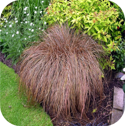 Carex comans 'Bronze form' (Zegge)