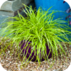 Carex Oshimensis 'Everillo' (Zegge)
