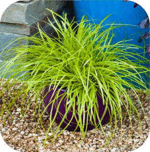 Carex Oshimensis 'Everillo' (Zegge)