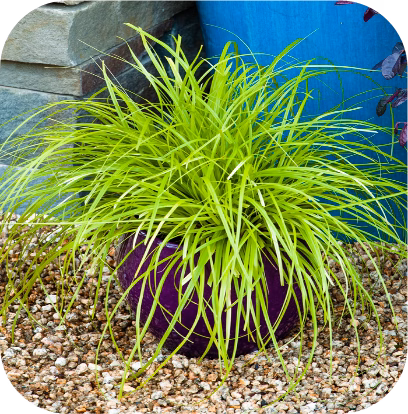 Carex Oshimensis 'Everillo' (Zegge)