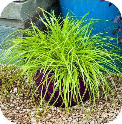 Carex Oshimensis 'Everillo' (Zegge)