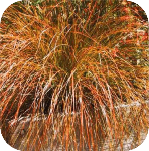 Carex Testacea 'Prairie fire' (Zegge)