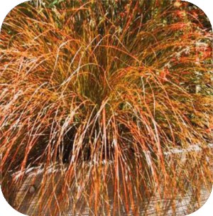 Carex Testacea 'Prairie fire' (Zegge)