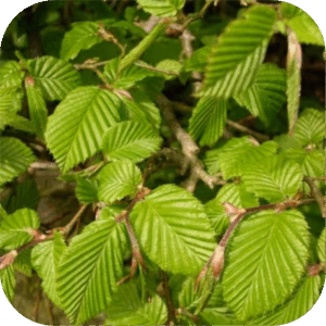 Carpinus Betulus (Haagbeuk)