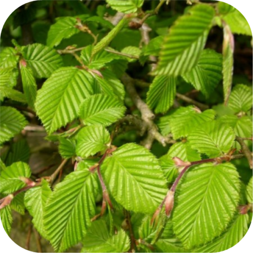 Carpinus Betulus (Haagbeuk)