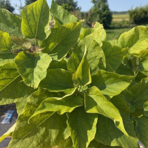Catalpa bignonioides Nana (Boltrompetboom)