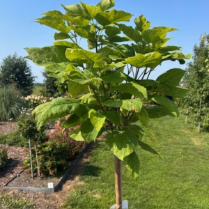 Catalpa bignonioides Nana (Boltrompetboom)