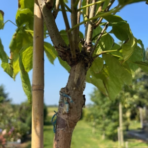 Catalpa bignonioides Nana (Boltrompetboom)