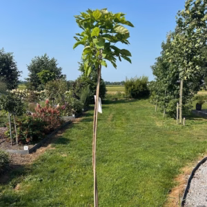 Catalpa bignonioides Nana (Boltrompetboom)