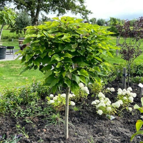 Catalpa bignonioides Nana (Boltrompetboom) stamhoogte 120 cm