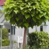 Catalpa bignoniodes Nana