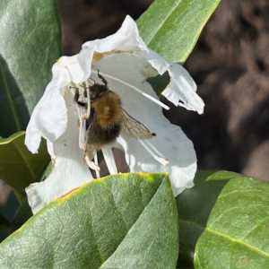 Rhododendron 'Chunningham's white'