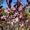Prunus cistena , (Sierkers)