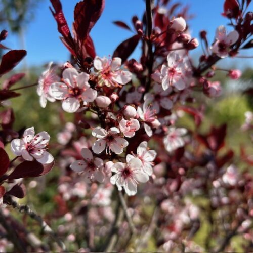 Prunus cistena , (Sierkers)