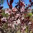 Prunus cistena , (Sierkers)