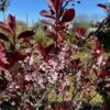 Prunus cistena , (Sierkers)