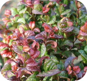 Leucothoe (Druifheide)