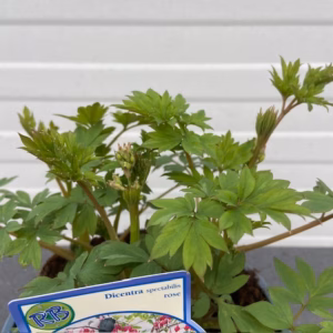 Dicentra Spectabilis (Gebroken hartje), roze