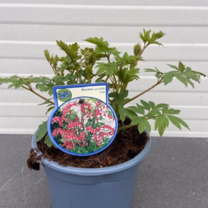 Dicentra Spectabilis (Gebroken hartje), roze