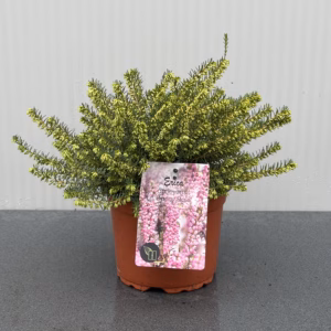 Erica carnea, (winterheide) roze (Darley Dale)