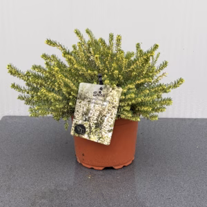Erica carnea, (winterheide) wit (White Perfection)