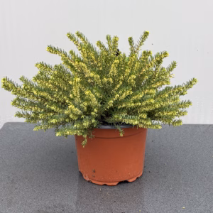 Erica carnea, (winterheide) wit (White Perfection)
