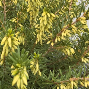 Erica carnea, (winterheide) wit (White Perfection)