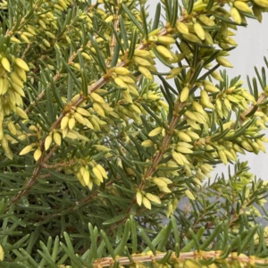 Erica carnea, (winterheide) wit (White Perfection)
