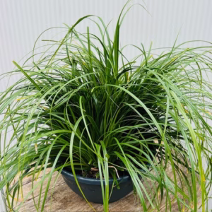 Carex oshimensis Evergreen (Zegge)