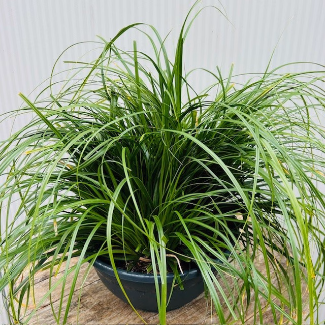 Carex oshimensis Evergreen (Zegge)