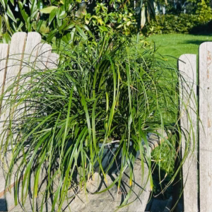 Carex oshimensis Evergreen (Zegge)