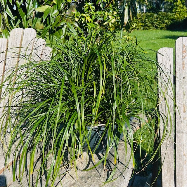 Carex oshimensis Evergreen (Zegge)