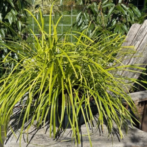 Carex Oshimensis 'Everillo' (Zegge)