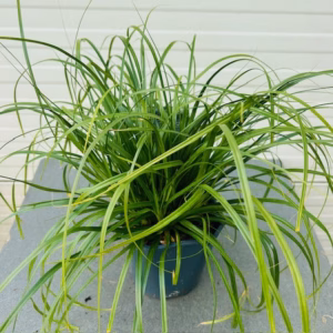 Carex oshimensis Evergreen (Zegge)