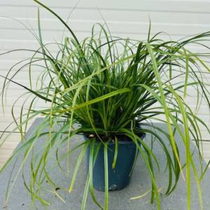 Carex oshimensis Evergreen (Zegge)