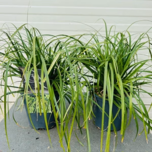 Carex oshimensis Evergreen (Zegge)