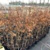 Fagus syl. 'Atropunicea' (Rode Beukhaag) 60 - 80 cm in pot