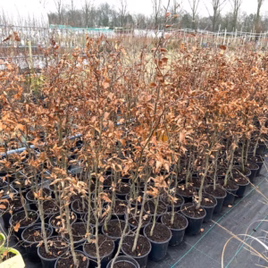 Fagus syl. 'Atropunicea' (Rode Beukhaag) 60 - 80 cm in pot