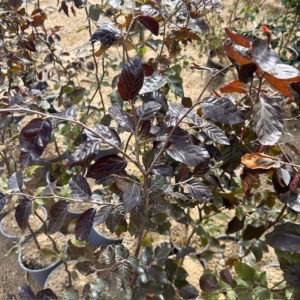 Fagus syl. 'Atropunicea' (Rode Beukhaag)